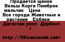 Продается щенок Вельш Корги Пемброк мальчик › Цена ­ 65 000 - Все города Животные и растения » Собаки   . Дагестан респ.,Дербент г.